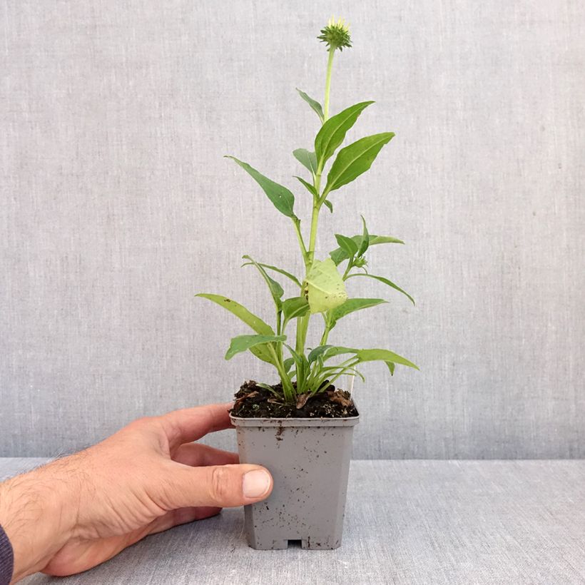 Echinacea purpurea Lakota Yellow 8/9 cm pot sample as delivered in autumn