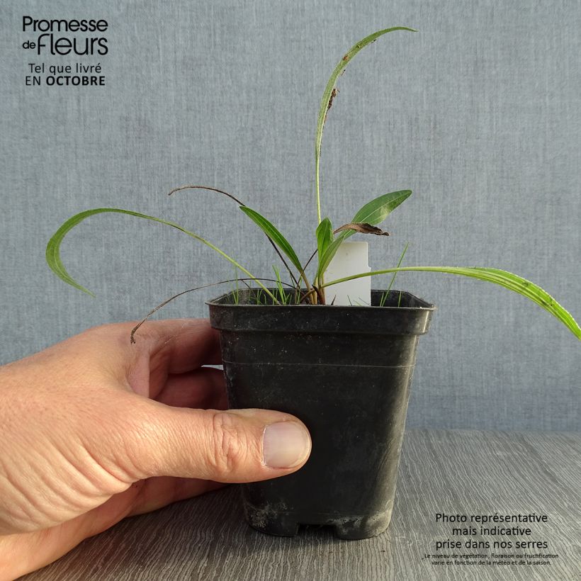 Echinacea pallida Hula Dancer - Pale Purple Coneflower 8/9 cm pot sample as delivered in autumn