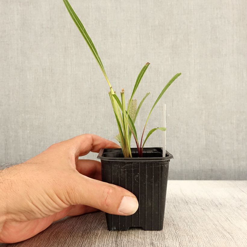 Echinacea paradoxa - Coneflower 8/9 cm pot sample as delivered in autumn