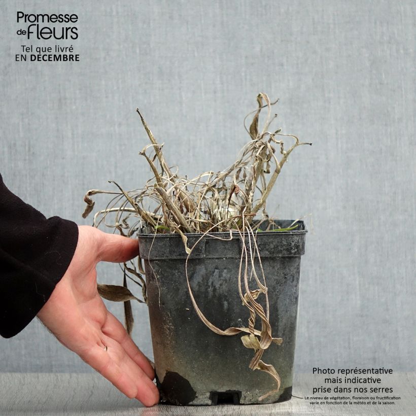 Echinacea paradoxa - Coneflower 2L/3L pot sample as delivered in winter