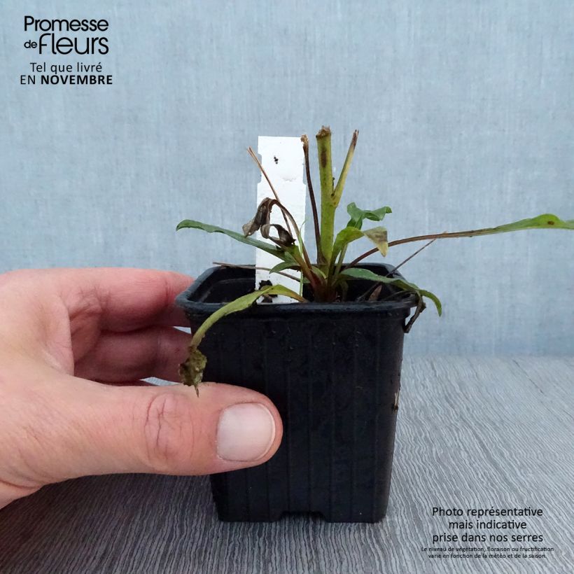 Echinacea purpurea Prima® Ruby 8/9 cm pot sample as delivered in autumn