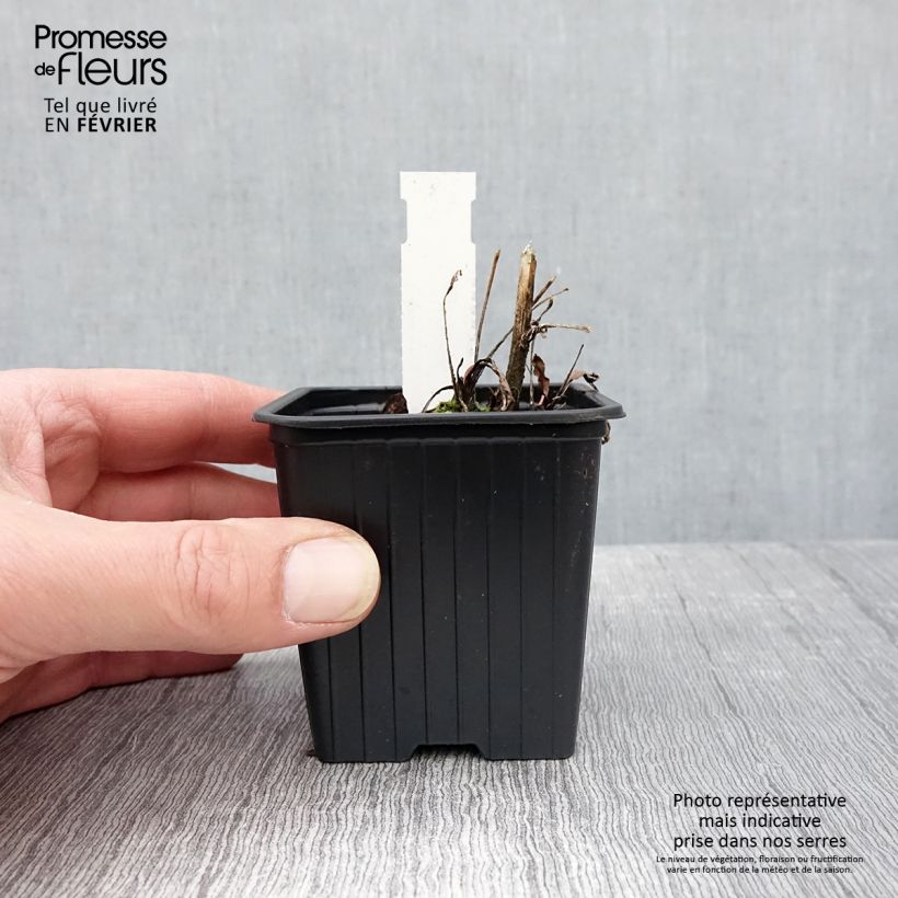 Echinacea purpurea Prima® Ruby 8/9 cm pot sample as delivered in winter