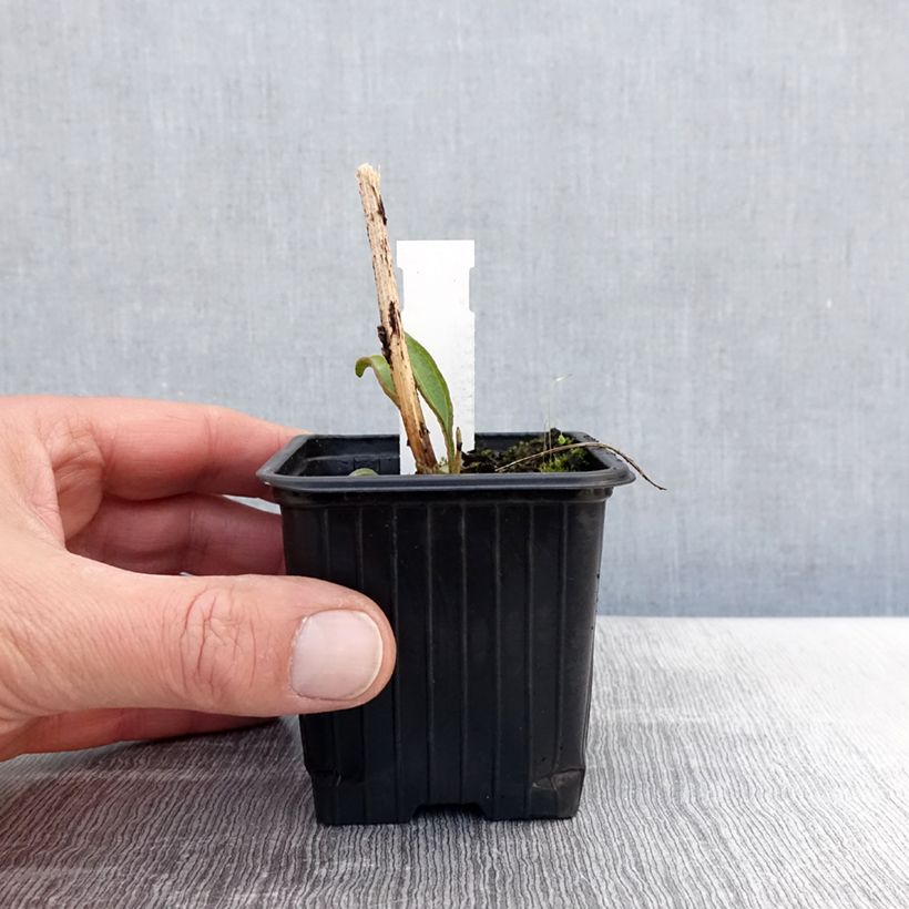 Echinacea purpurea Prima® Ruby 8/9 cm pot sample as delivered in spring