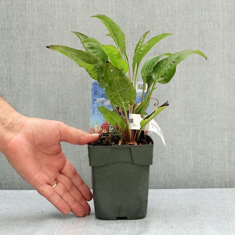 Echinacea purpurea Delicious Candy - Purple coneflower 1.5L/2L pot sample as delivered in summer