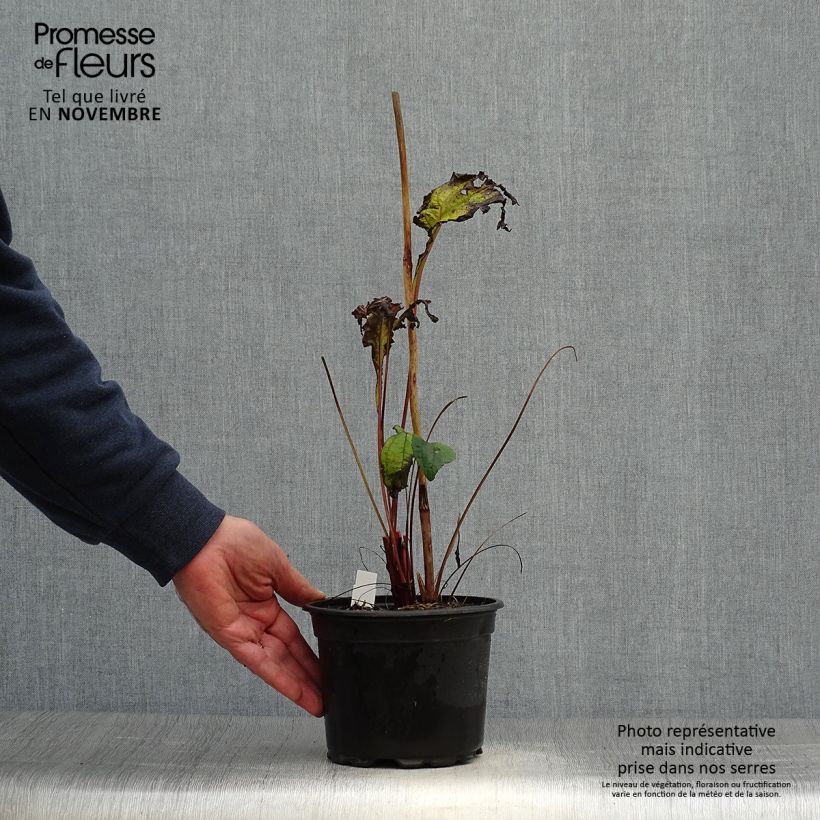 Echinacea purpurea - Purple Coneflower 2L/3L pot sample as delivered in autumn