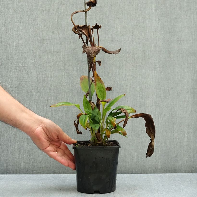 Echinacea Funky Yellow - Purple Coneflower 2L/3L pot sample as delivered in autumn