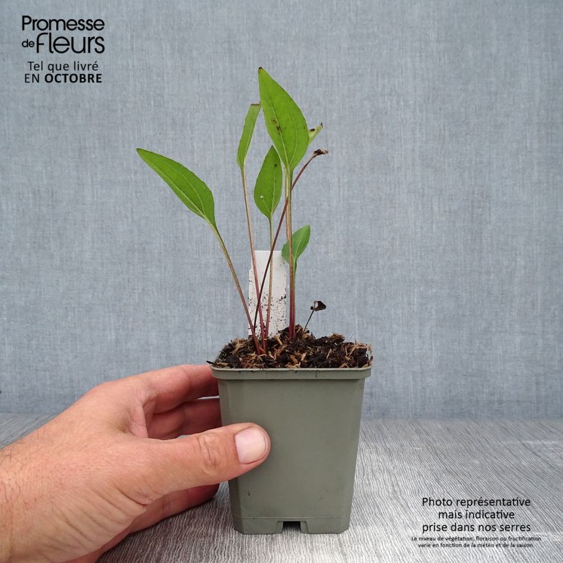 Echinacea purpurea Irresistible - Purple Coneflower 8/9 cm pot sample as delivered in autumn