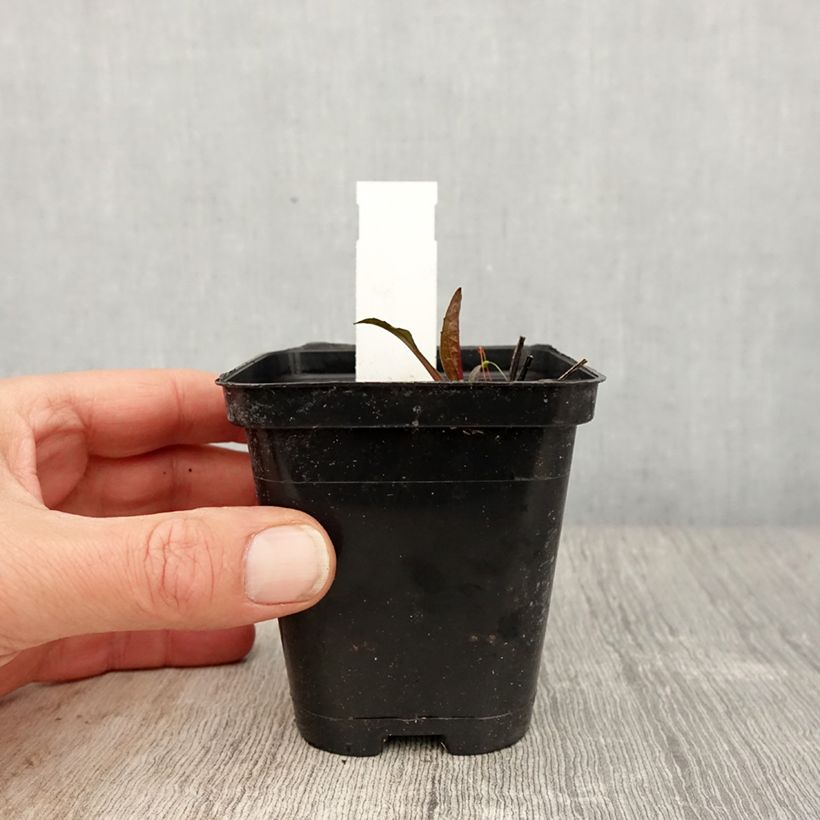 Echinacea purpurea Leuchtstern - Purple Coneflower 8/9 cm pot sample as delivered in spring