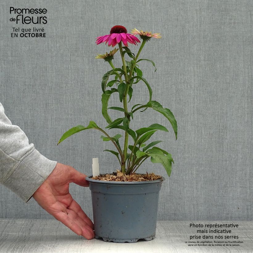 Echinacea purpurea Magnus - Purple Coneflower 2L/3L pot sample as delivered in autumn