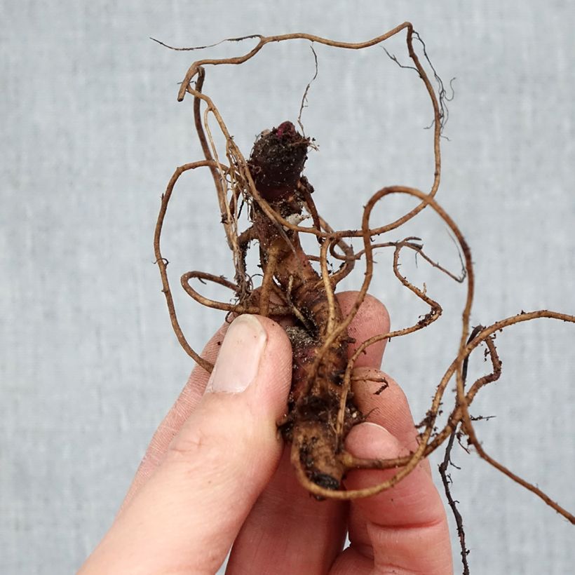 Echinacea purpurea Magnus - Purple Coneflower Bare root sample as delivered in winter