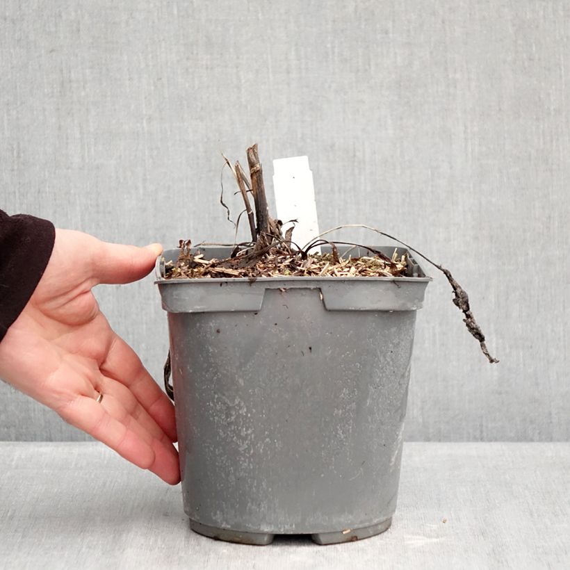 Echinacea Strawberry and Cream - Purple Coneflower 2L/3L pot sample as delivered in winter