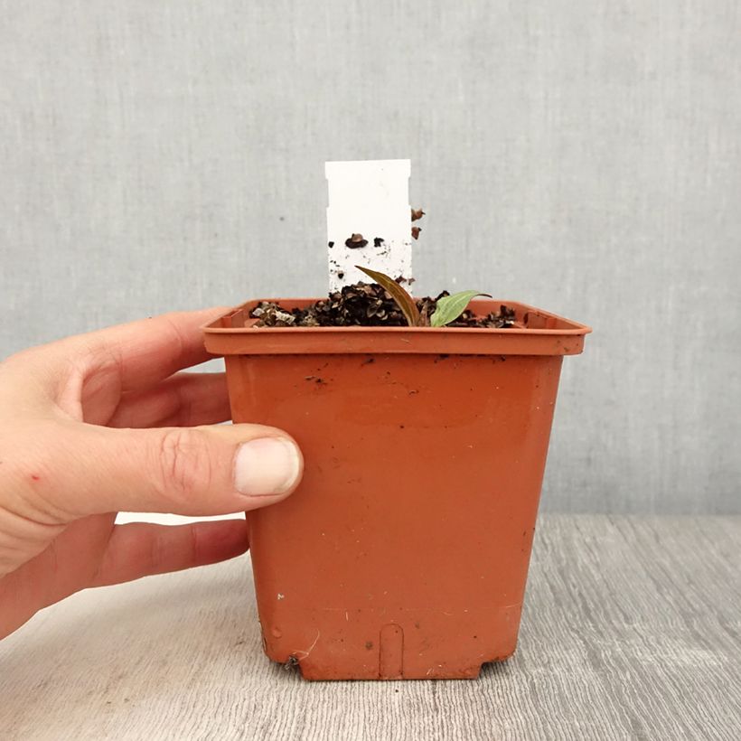 Echinacea Summer Cocktail - Purple Coneflower 1L/1.5L pot sample as delivered in spring