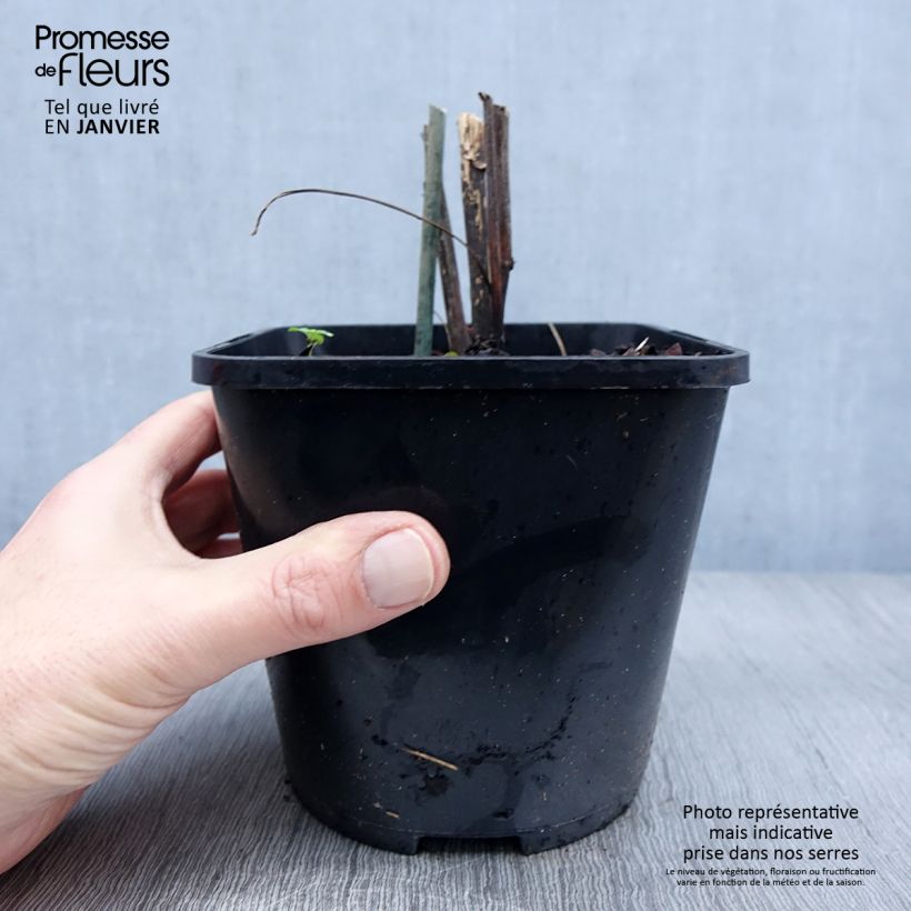 Echinacea purpurea Virgin - Purple Coneflower 2L/3L pot sample as delivered in winter