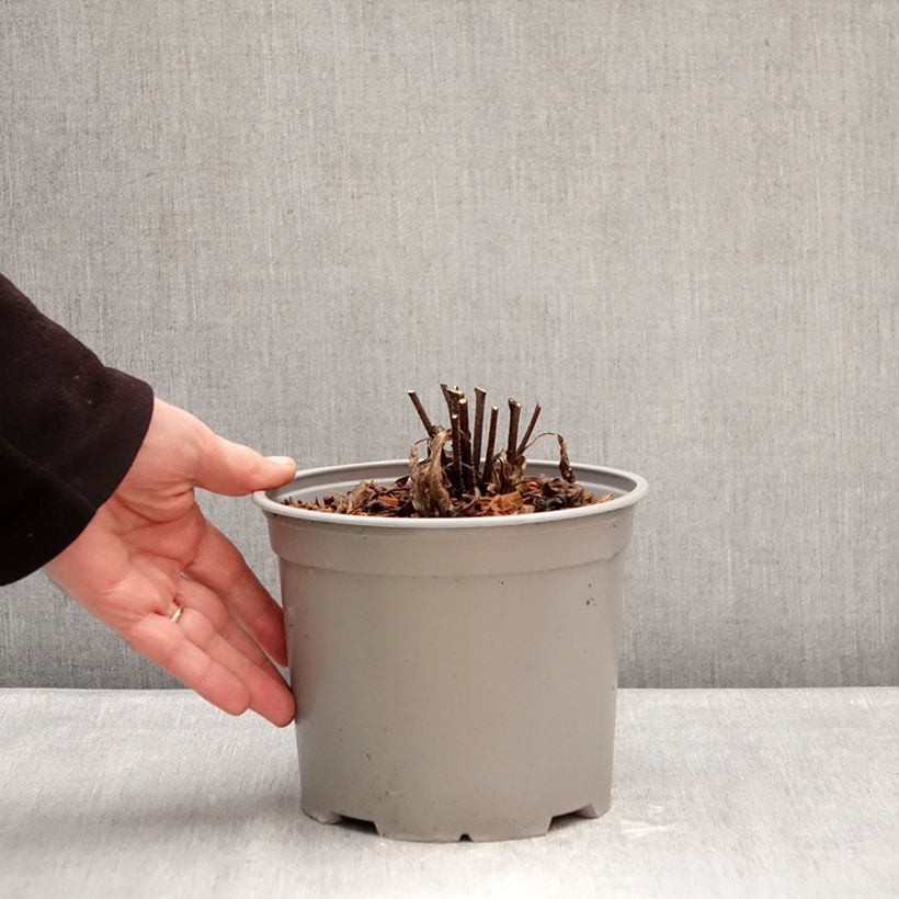 Echinacea Meditation white - Purple Coneflower 3L/4L pot sample as delivered in winter