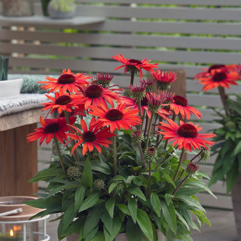 Echinacea purpurea Sun Magic Vintage Orange - Purple Coneflower (Flowering)