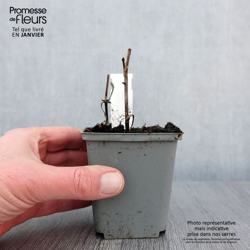 Echinacea Sunny Days Lemon - Purple Coneflower 8/9 cm pot sample as delivered in winter