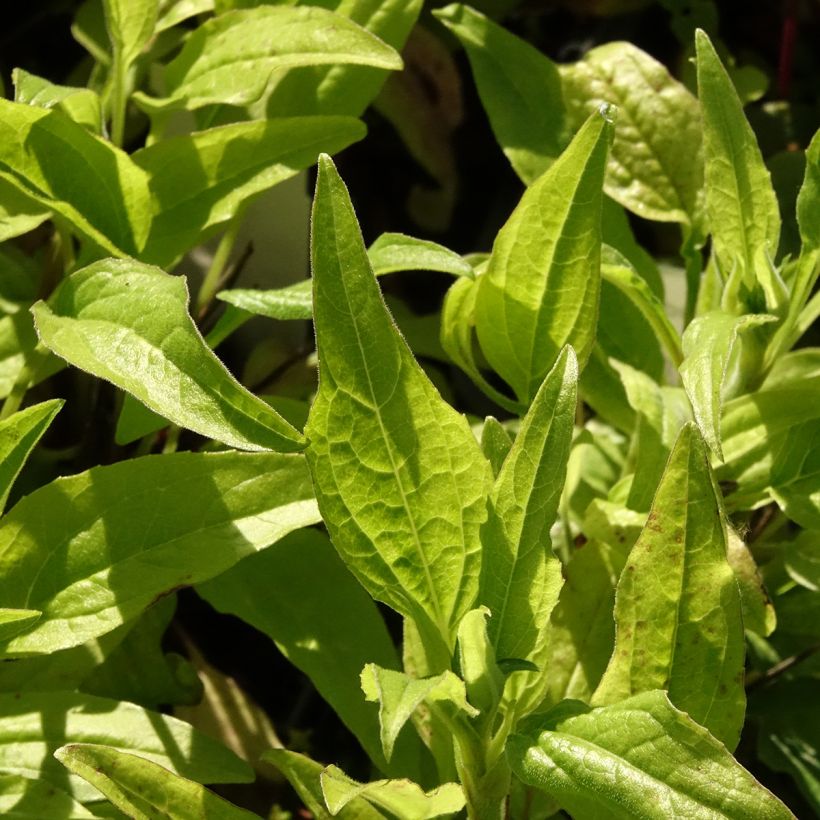 Echinacea Sunny Meadow Mama - Purple Coneflower (Foliage)