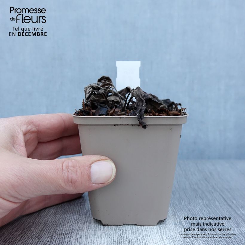 Echinacea SunSeekers Apple Green - Purple Coneflower 8/9 cm pot sample as delivered in autumn