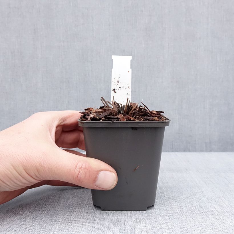 Echinacea SunSeekers Apple Green - Purple Coneflower 8/9 cm pot sample as delivered in winter