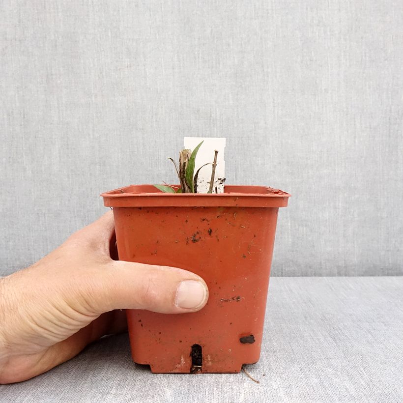 Echinacea SunSeekers Tequila Sunrise - Purple Coneflower 1L/1.5L pot sample as delivered in spring