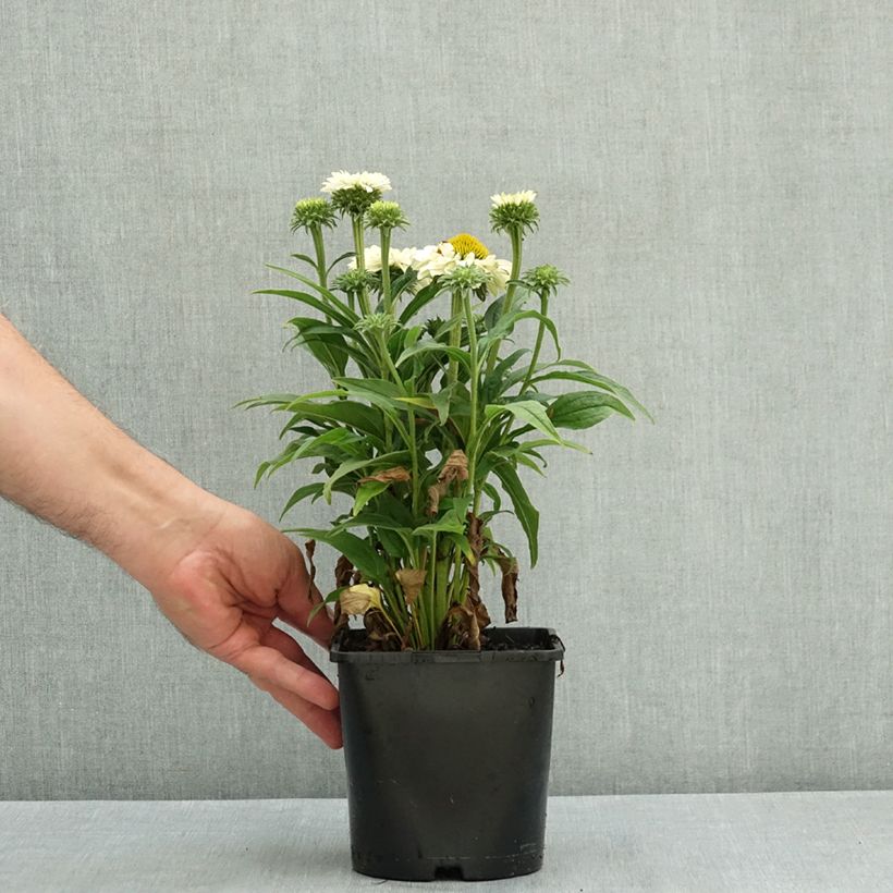 Echinacea SunSeekers White Perfection - Echinacée Pot de 2L/3L sample as delivered in summer