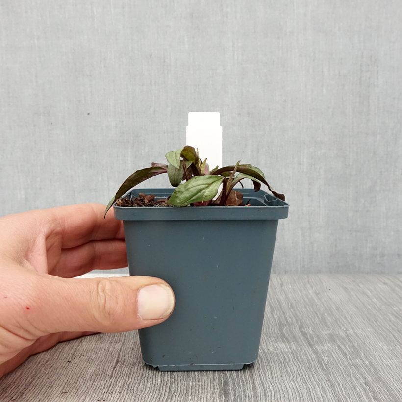 Echinacea Sweet Sandia - Purple Coneflower 8/9 cm pot sample as delivered in spring