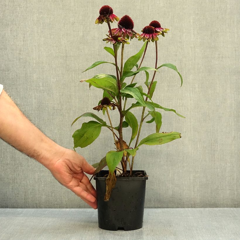 Echinacea Sweet Sandia - Purple Coneflower 2L/3L pot sample as delivered in autumn