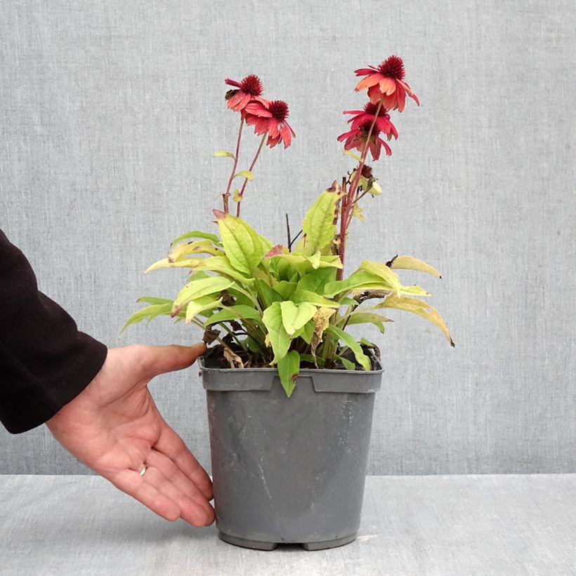 Echinacea Sombrero Baja Burgundy - Purple Coneflower 2L/3L pot sample as delivered in autumn