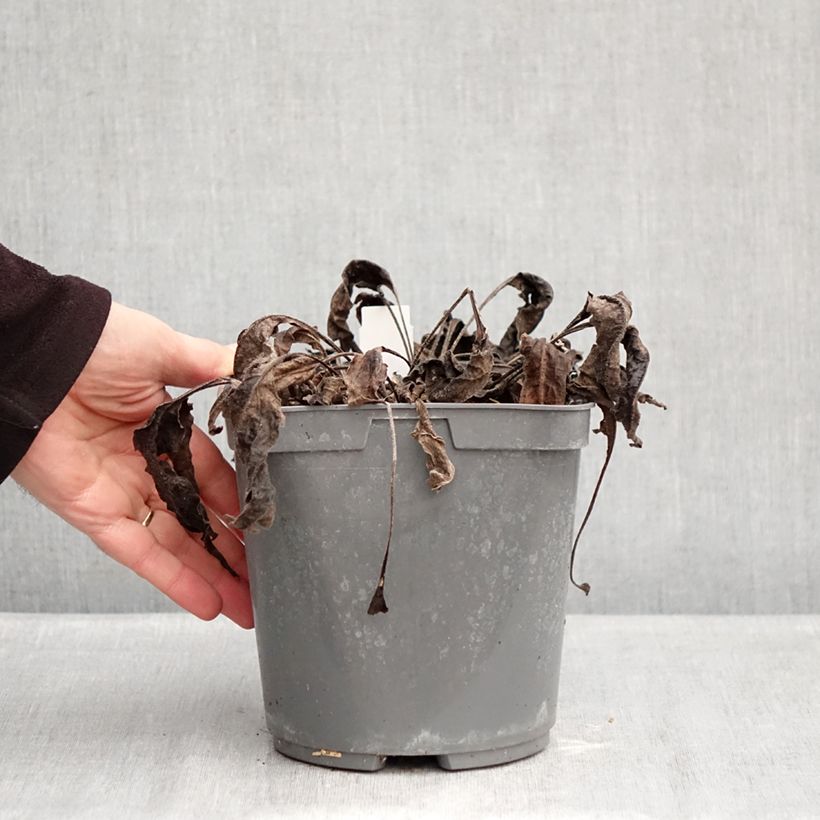 Echinacea Sombrero Baja Burgundy - Purple Coneflower 2L/3L pot sample as delivered in winter