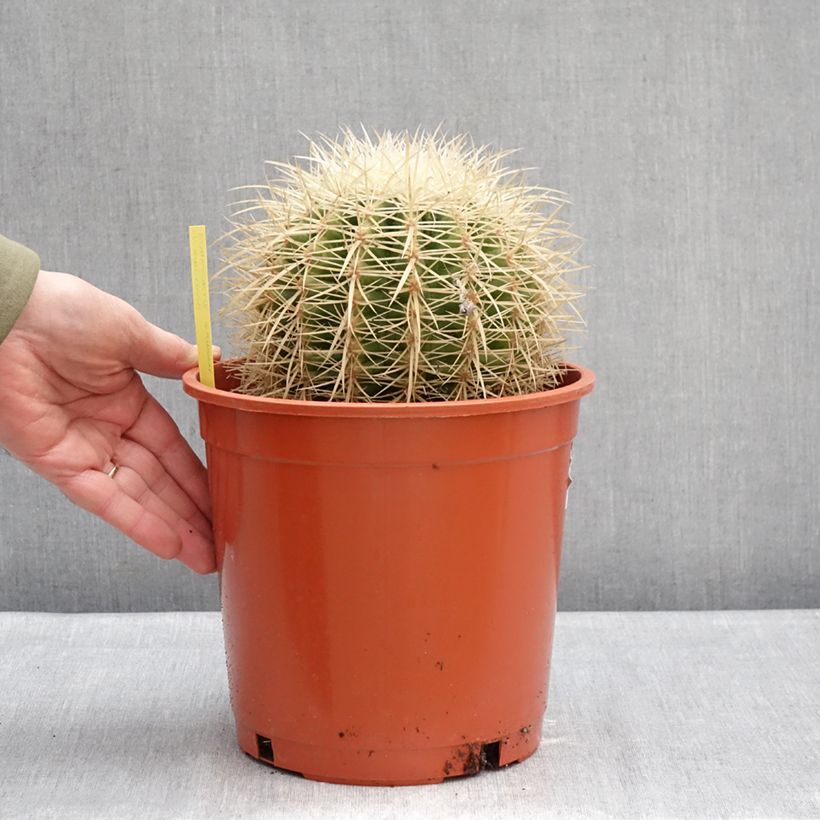 Echinocactus grusonii var. albispinus - Golden barrel cactus 4L/5L pot sample as delivered in winter