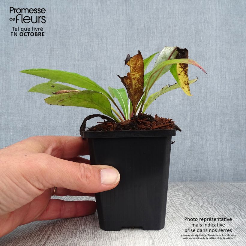 Echinops bannaticus Blue Glow 8/9 cm pot sample as delivered in autumn