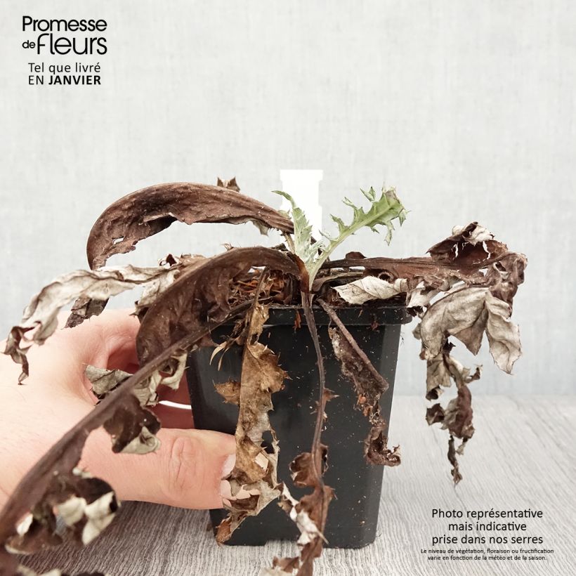 Echinops bannaticus Blue Glow 8/9 cm pot sample as delivered in winter