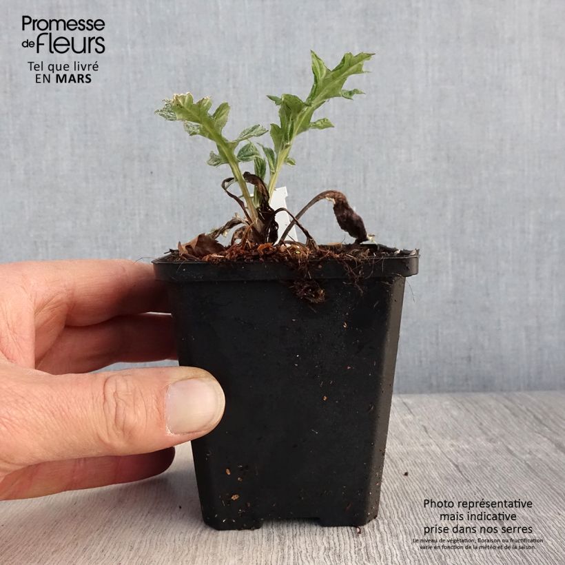 Echinops bannaticus Blue Glow 8/9 cm pot sample as delivered in spring