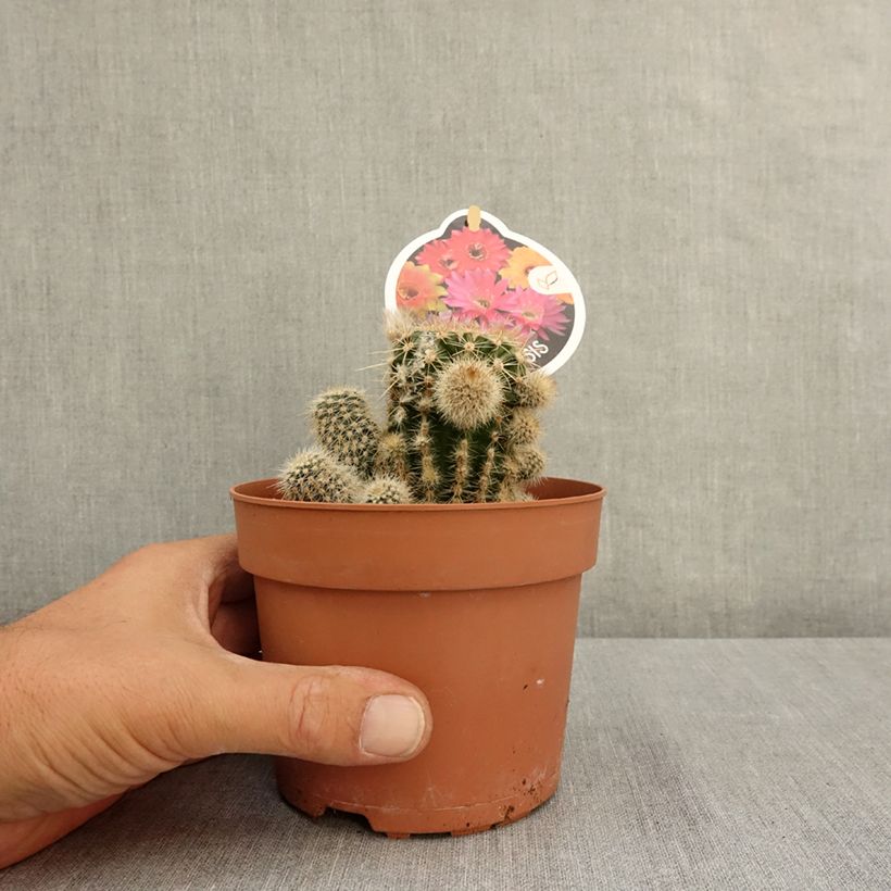 Echinopsis multiplex - Easter lily cactus 1L/1.5L pot sample as delivered in summer