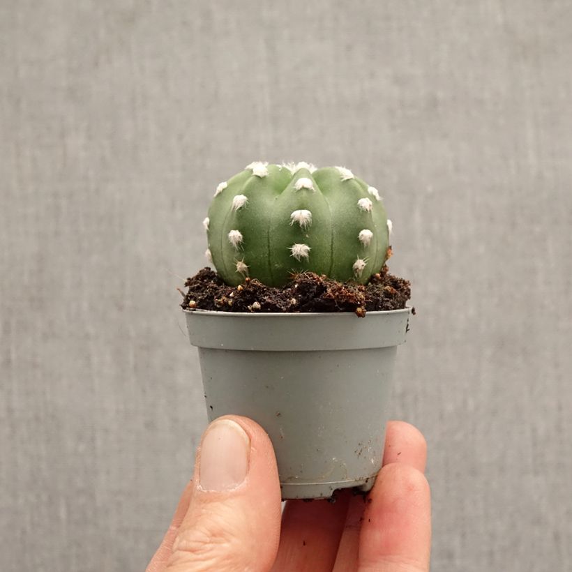 Echinopsis subdenudata mini plant sample as delivered in spring