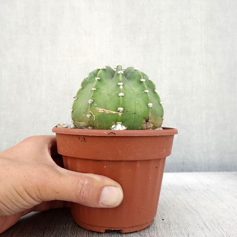 Echinopsis subdenudata 12cm pot sample as delivered in autumn