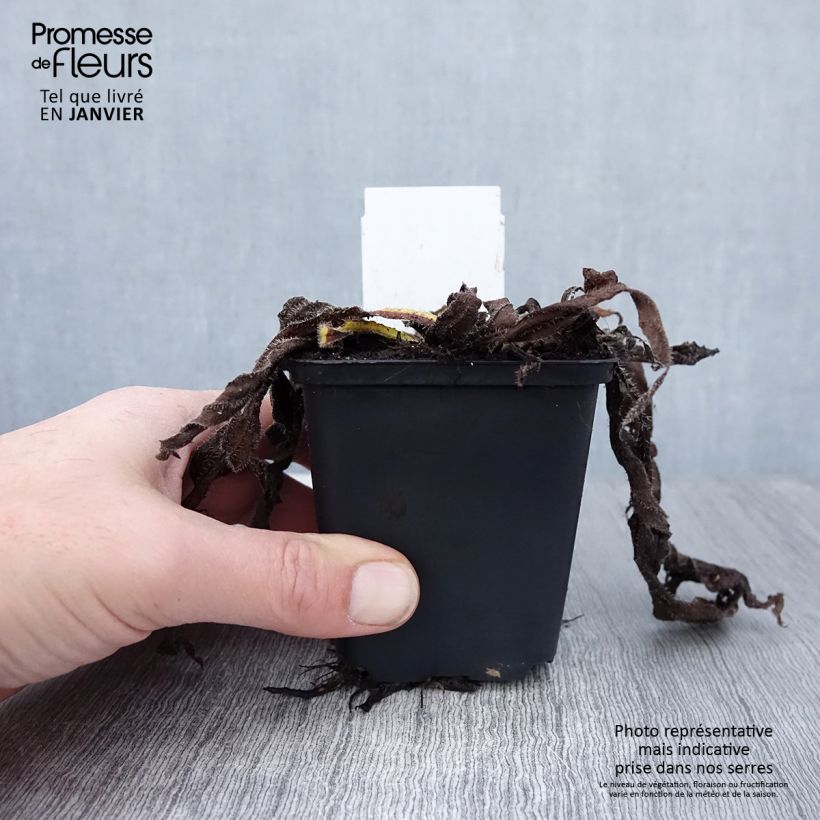 Echium amoenum Red Feathers 8/9 cm pot sample as delivered in winter