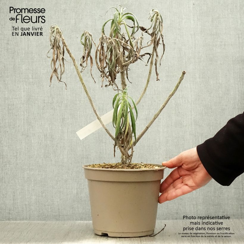 Echium candicans 3L/4L pot sample as delivered in winter