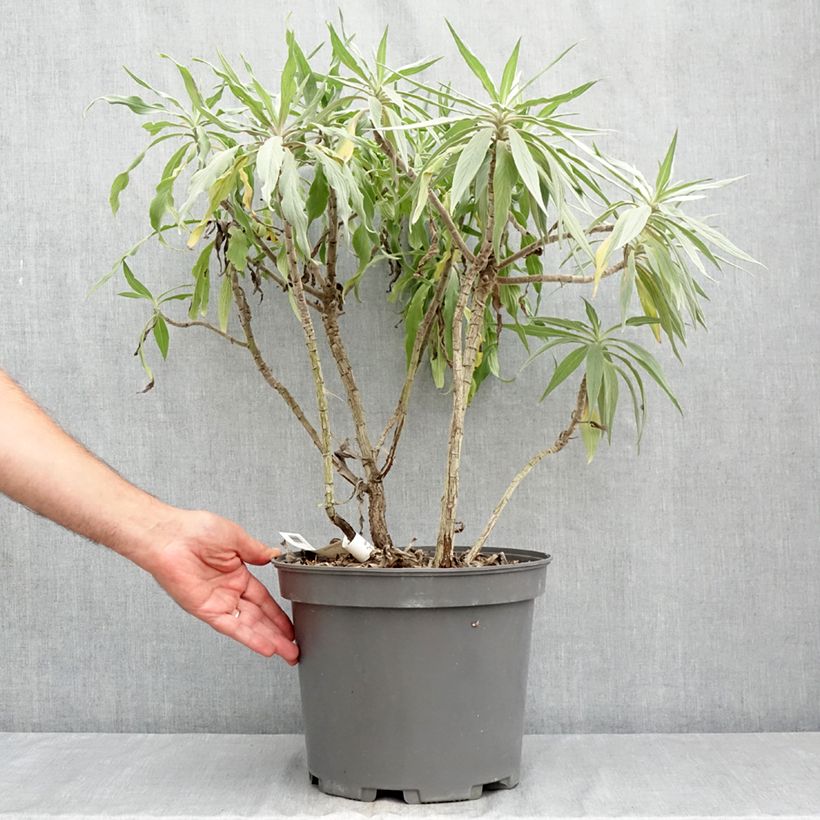 Echium candicans 7.5L/10L pot sample as delivered in summer