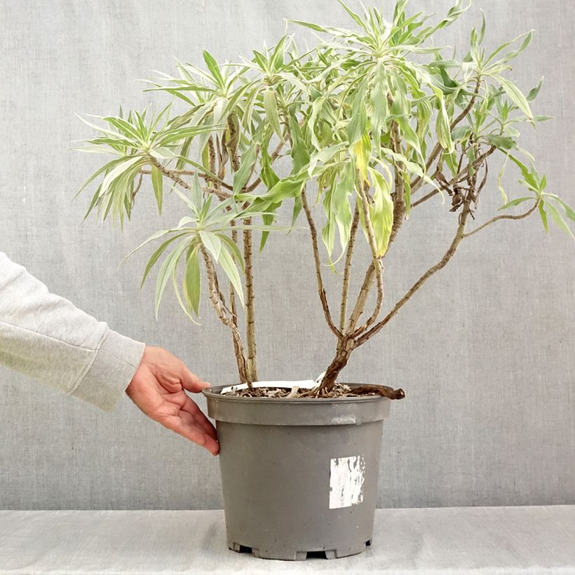 Echium candicans 7.5L/10L pot sample as delivered in autumn