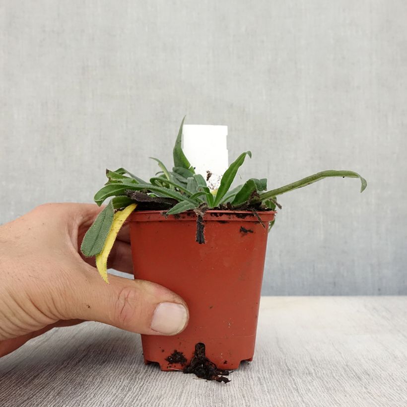 Echium russicum 8/9 cm pot sample as delivered in autumn