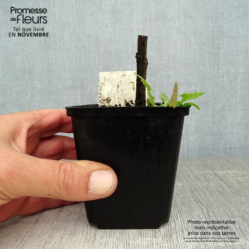 Echium vulgare 8/9 cm pot sample as delivered in autumn