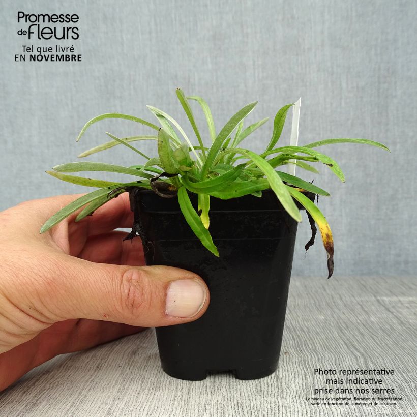 Leontopodium alpinum - Edelweiss 8/9 cm pot sample as delivered in autumn