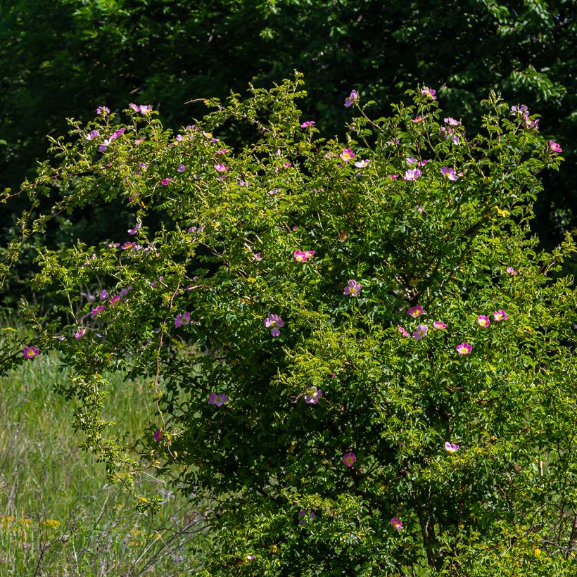 Rosa canina  (Plant habit)