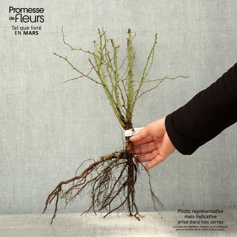 Rosa rubiginosa  Bare root sample as delivered in spring