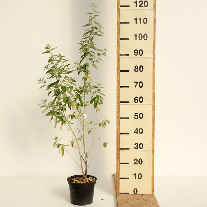 Elaeagnus angustifolia - Russian Olive 2L/3L pot sample as delivered in summer