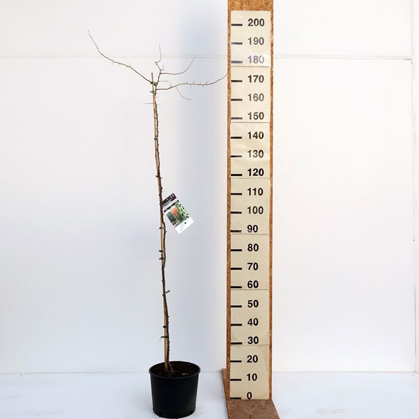 Elaeagnus angustifolia - Russian Olive 7.5L/10L pot sample as delivered in winter