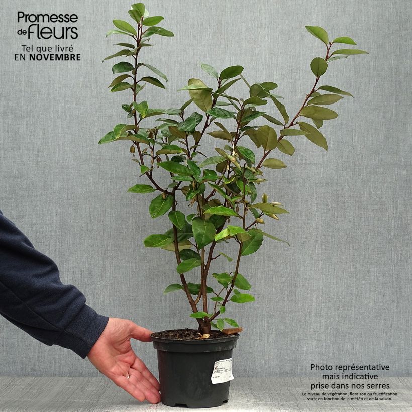 Elaeagnus ebbingei - Oleaster Silverberry 2L/3L pot sample as delivered in autumn