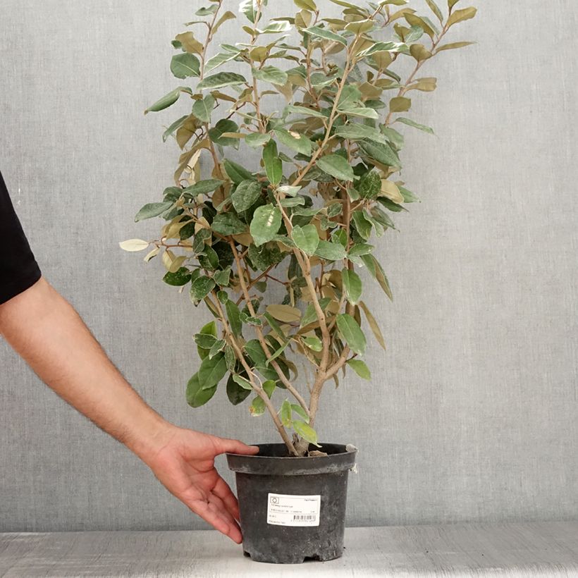 Elaeagnus ebbingei - Oleaster Silverberry 2L/3L pot sample as delivered in summer