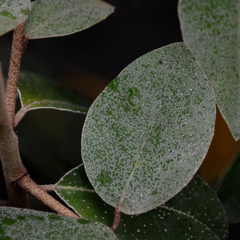 Elaeagnus ebbingei - Oleaster Silverberry (Foliage)